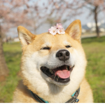 Almighty Doge Squad