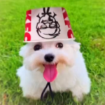 evil dog KFC bucket