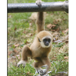 Primates united