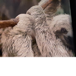 Sloth gang sloth gang sloth gang