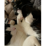 cat production!