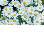 Flowerzilla Xoxo