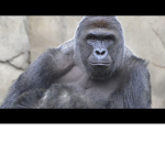 Cool HARAMBE Groupo