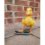 * Ducklings *