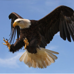 X-Eagles