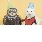 Ferret squad!!!