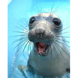 Seal FFA areana