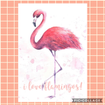 I love flamingos!!