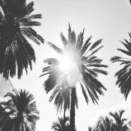Black/White Palm Trees Roblox decal