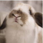 •Bunny•gang•
