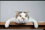 Marlene s Katzen Freunde