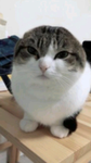 inee