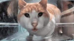 kitty cat cat meow meow