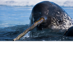 MLG Narwhalz Nation!