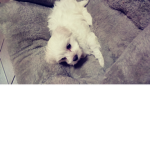 Puppy Amy