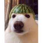TheEpicDoggo