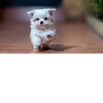 Animal House :)