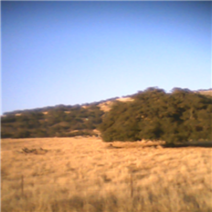 I took a picture of a tree. o-e Roblox decal