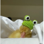 Angee’s duckies <3