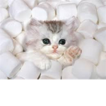 kitten meow