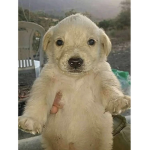 The_GiGa-Dog_