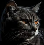 LETS LOVE CATS!
