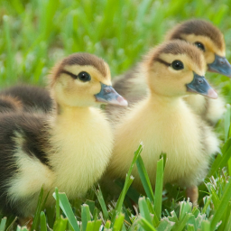 PRAY TEH EPIC DUCK