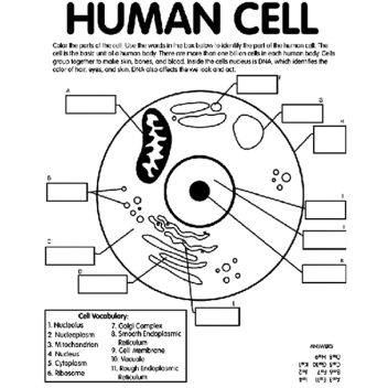 NINJA TRANING OBBY [NEW]