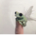 FAIRY FR0GS : D