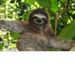 Sloth cutie squad!