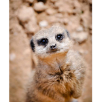 Jack and Hayley’s Meerkat’s