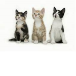Cats, Kittens, and Kitties Galore