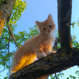 🐾