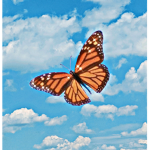 Butterfly Clothiing