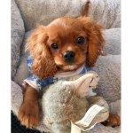 SUPER CUTE PUPPY FAN GROUP