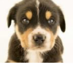 The dog gangg