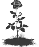 枯Withered Rose薔薇