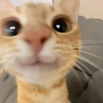 El Mzlito