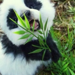 Ultra panda studios