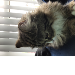 Mia the cat