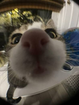 CreativeDino10's Cat Cult