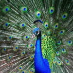 Peacock fan club!