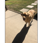 I love my dog Molly