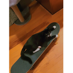 yes, cats.
