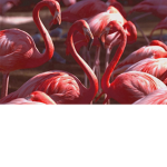 Flamingo Beauty