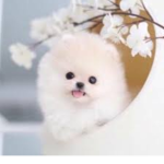 ᴘʟᴜsʜɪᴇs