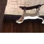 Mack The Dog Fan Group
