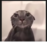 g o o g a s