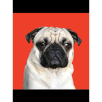 Pug the pug