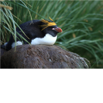 Macaroni Penguin